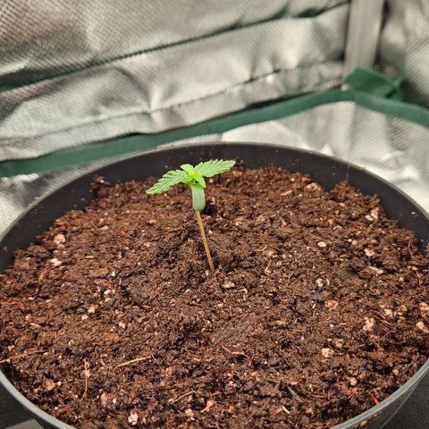 Moby Dick Auto growlog timeline photo