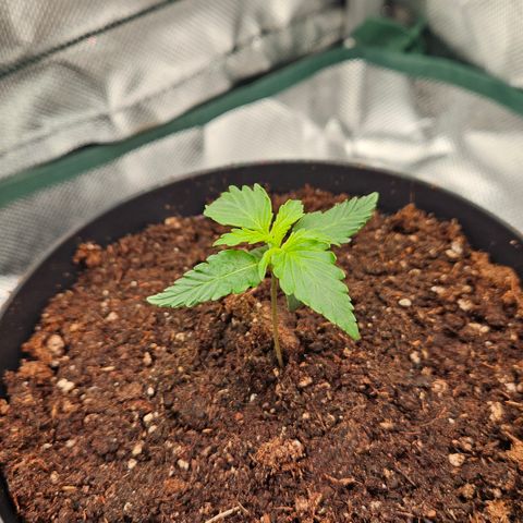 Moby Dick Auto growlog timeline photo