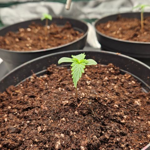 Red Pure Auto CBD growlog timeline photo