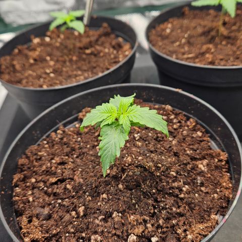 Red Pure Auto CBD growlog timeline photo