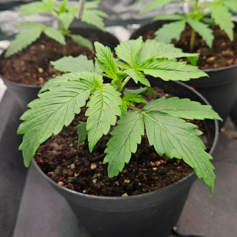 Red Pure Auto CBD growlog timeline photo