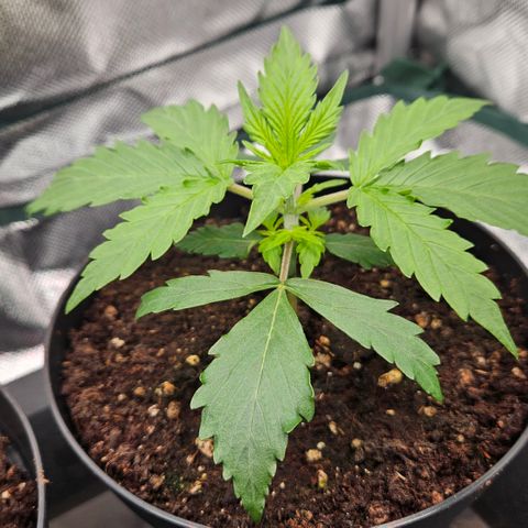 Moby Dick Auto growlog timeline photo