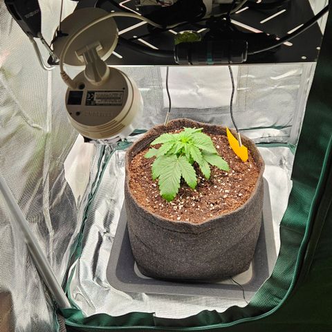 Red Pure Auto CBD growlog timeline photo