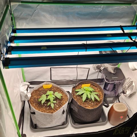 Moby Dick Auto growlog timeline photo