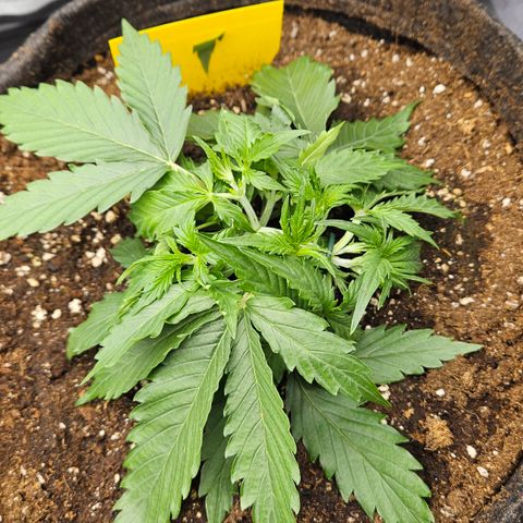 Moby Dick Auto growlog timeline photo