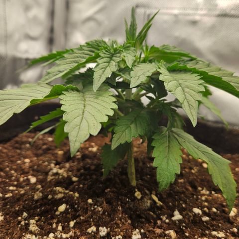 Red Pure Auto CBD growlog timeline photo
