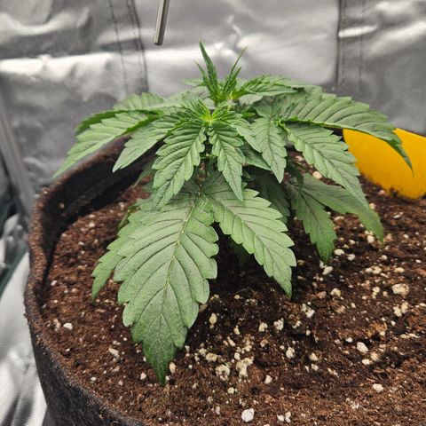Red Pure Auto CBD growlog timeline photo