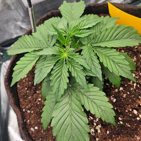 Red Pure Auto CBD growlog timeline photo