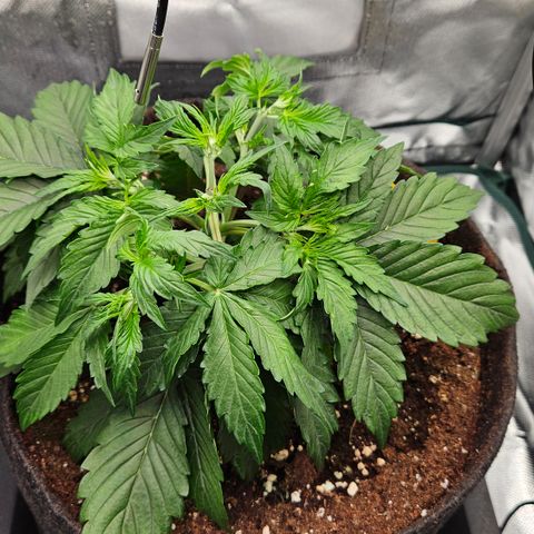 Red Pure Auto CBD growlog timeline photo
