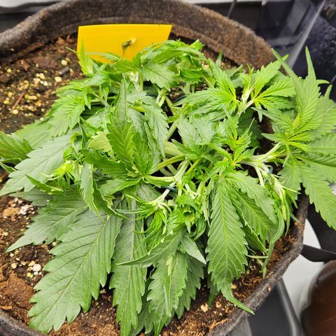 Moby Dick Auto growlog timeline photo