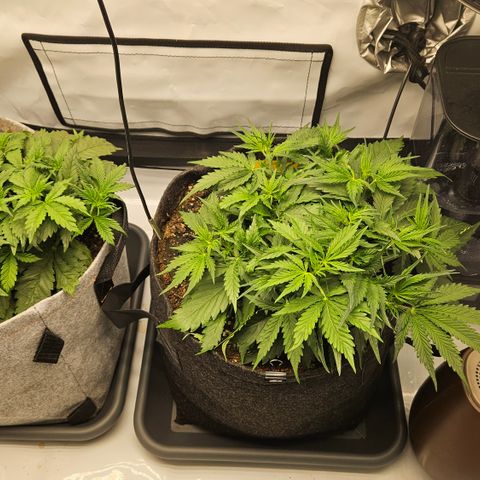 Moby Dick Auto growlog timeline photo