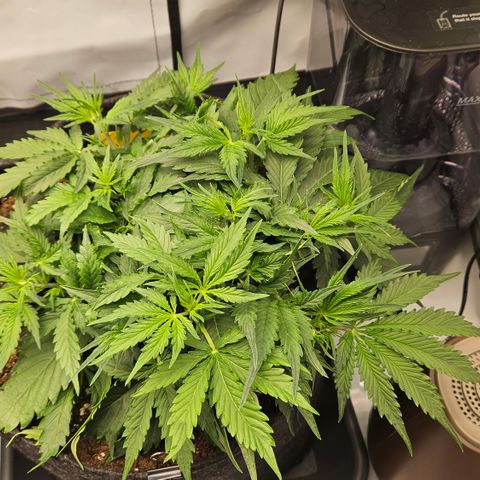 Moby Dick Auto growlog timeline photo