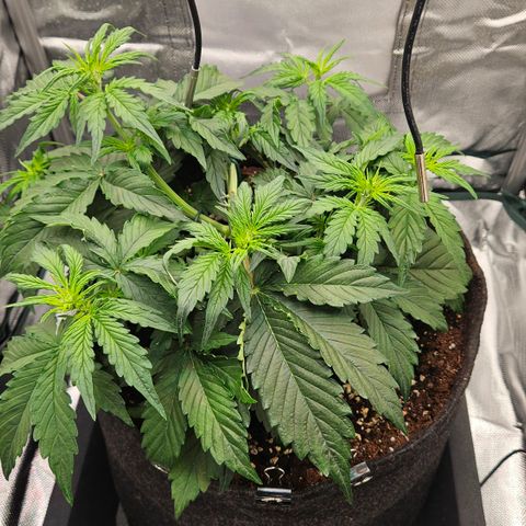 Red Pure Auto CBD growlog timeline photo