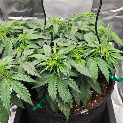 Red Pure Auto CBD growlog timeline photo