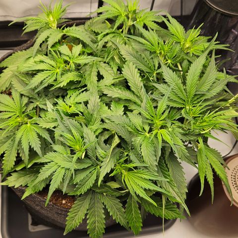 Moby Dick Auto growlog timeline photo