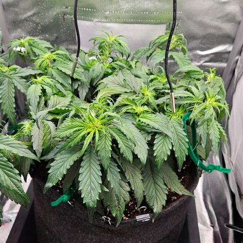 Red Pure Auto CBD growlog timeline photo