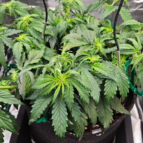 Red Pure Auto CBD growlog timeline photo