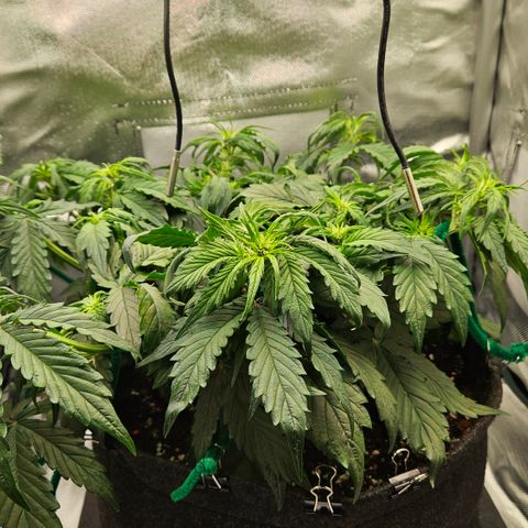 Red Pure Auto CBD growlog timeline photo