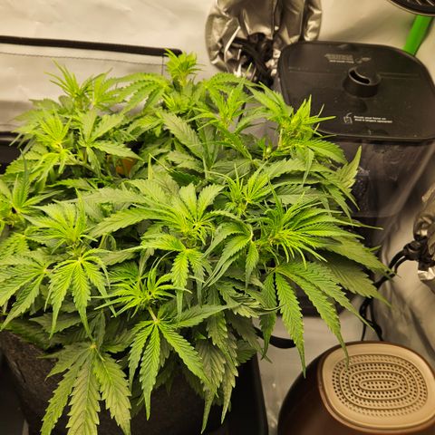 Moby Dick Auto growlog timeline photo