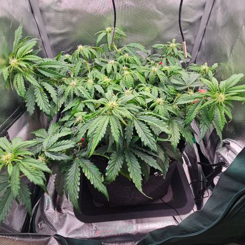 Red Pure Auto CBD growlog timeline photo