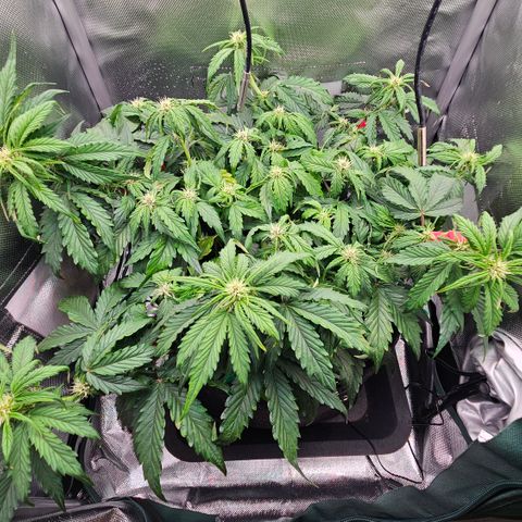 Red Pure Auto CBD growlog timeline photo