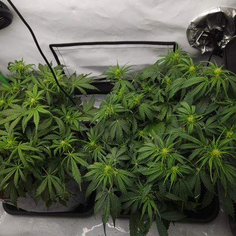Moby Dick Auto growlog timeline photo