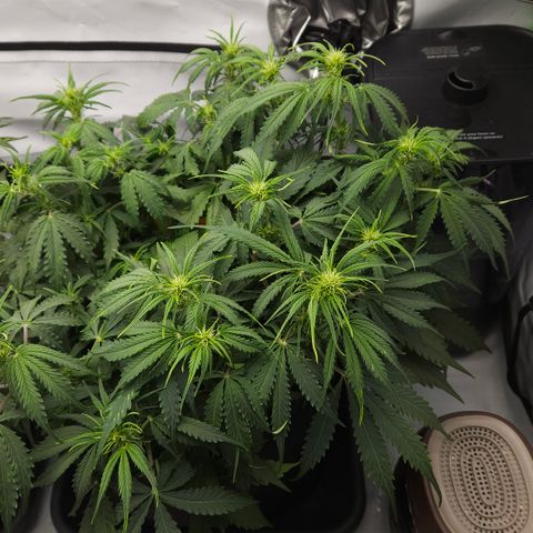 Moby Dick Auto growlog timeline photo