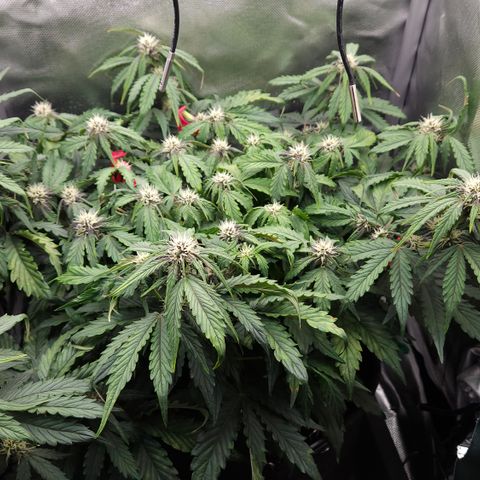 Red Pure Auto CBD growlog timeline photo