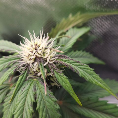 Red Pure Auto CBD growlog timeline photo