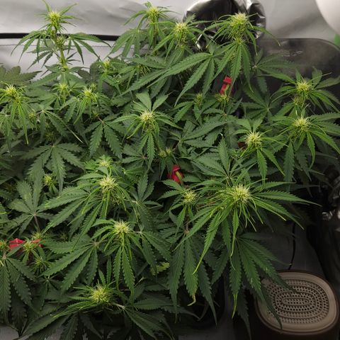 Moby Dick Auto growlog timeline photo