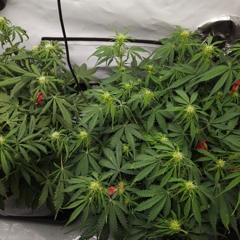 Moby Dick Auto growlog timeline photo
