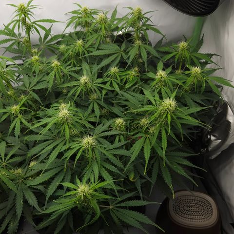 Moby Dick Auto growlog timeline photo