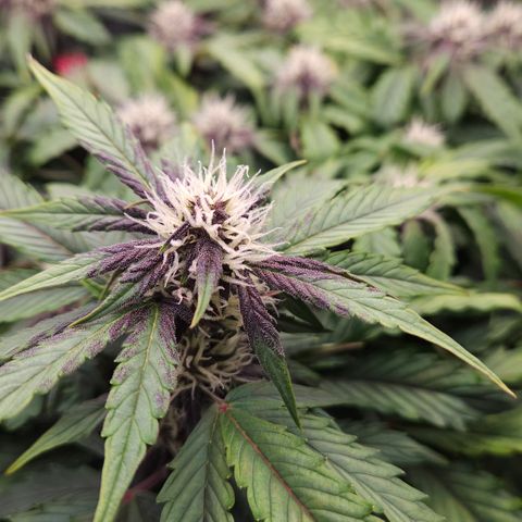 Red Pure Auto CBD growlog timeline photo