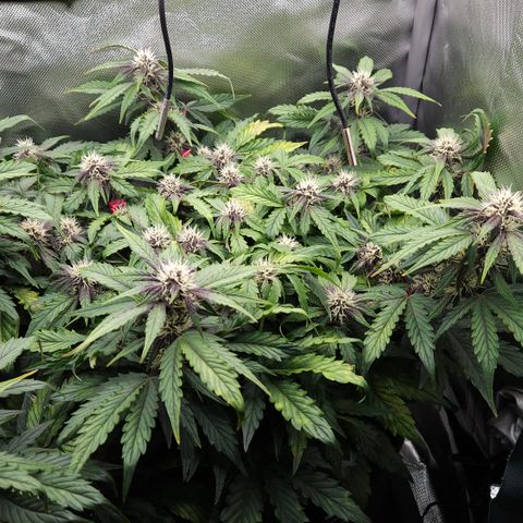 Red Pure Auto CBD growlog timeline photo