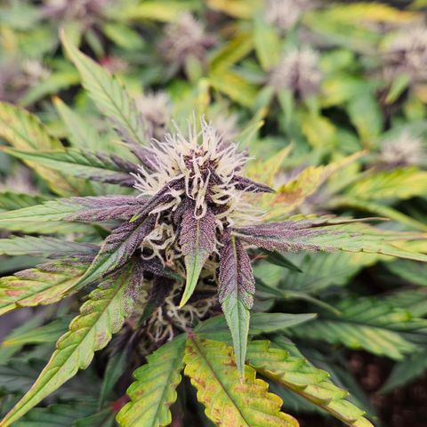 Red Pure Auto CBD growlog timeline photo