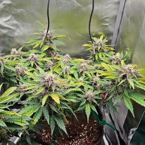 Red Pure Auto CBD growlog timeline photo