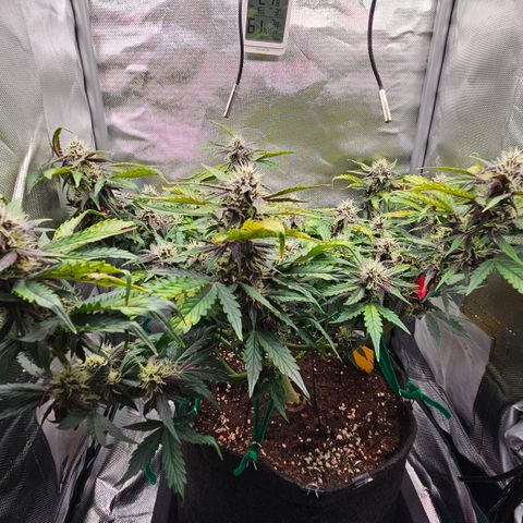 Red Pure Auto CBD growlog timeline photo