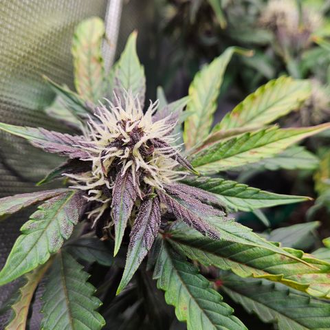 Red Pure Auto CBD growlog timeline photo