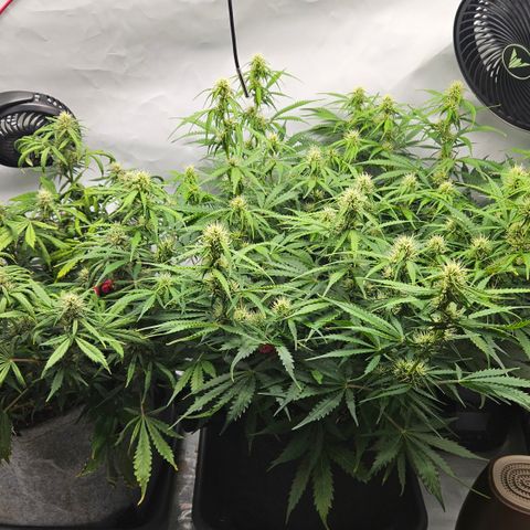 Moby Dick Auto growlog timeline photo