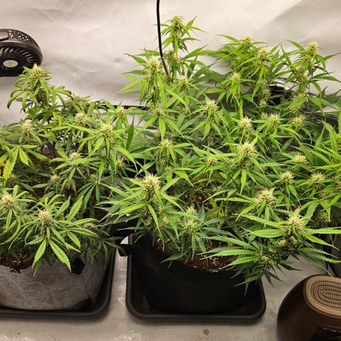 Moby Dick Auto growlog timeline photo