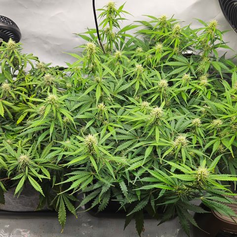 Moby Dick Auto growlog timeline photo
