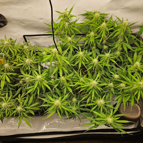 Moby Dick Auto growlog timeline photo
