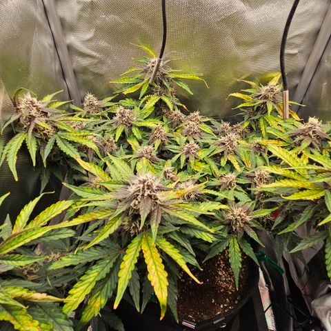 Red Pure Auto CBD growlog timeline photo