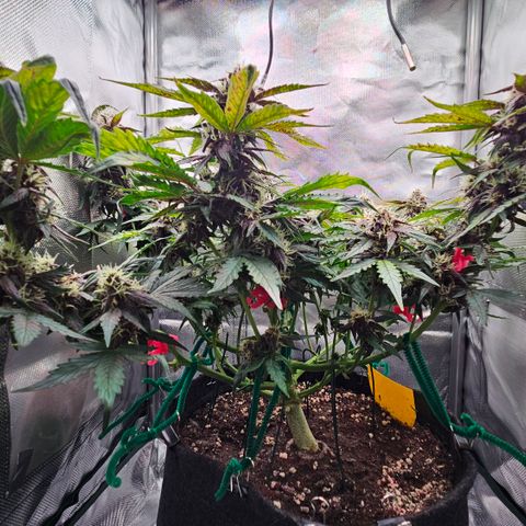 Red Pure Auto CBD growlog timeline photo