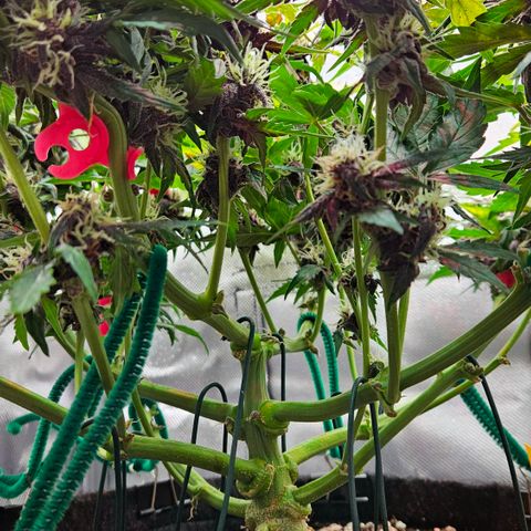 Red Pure Auto CBD growlog timeline photo