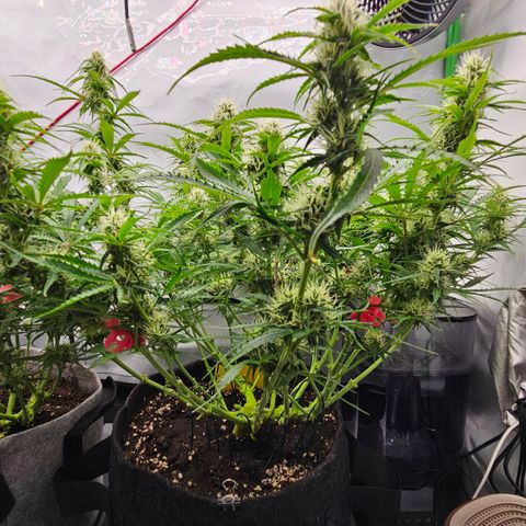 Moby Dick Auto growlog timeline photo