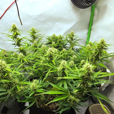 Moby Dick Auto growlog timeline photo