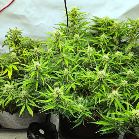 Moby Dick Auto growlog timeline photo