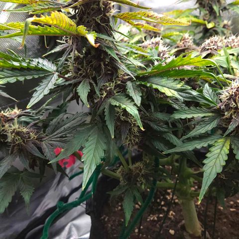 Red Pure Auto CBD growlog timeline photo