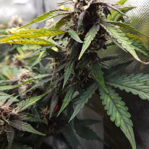 Red Pure Auto CBD growlog timeline photo